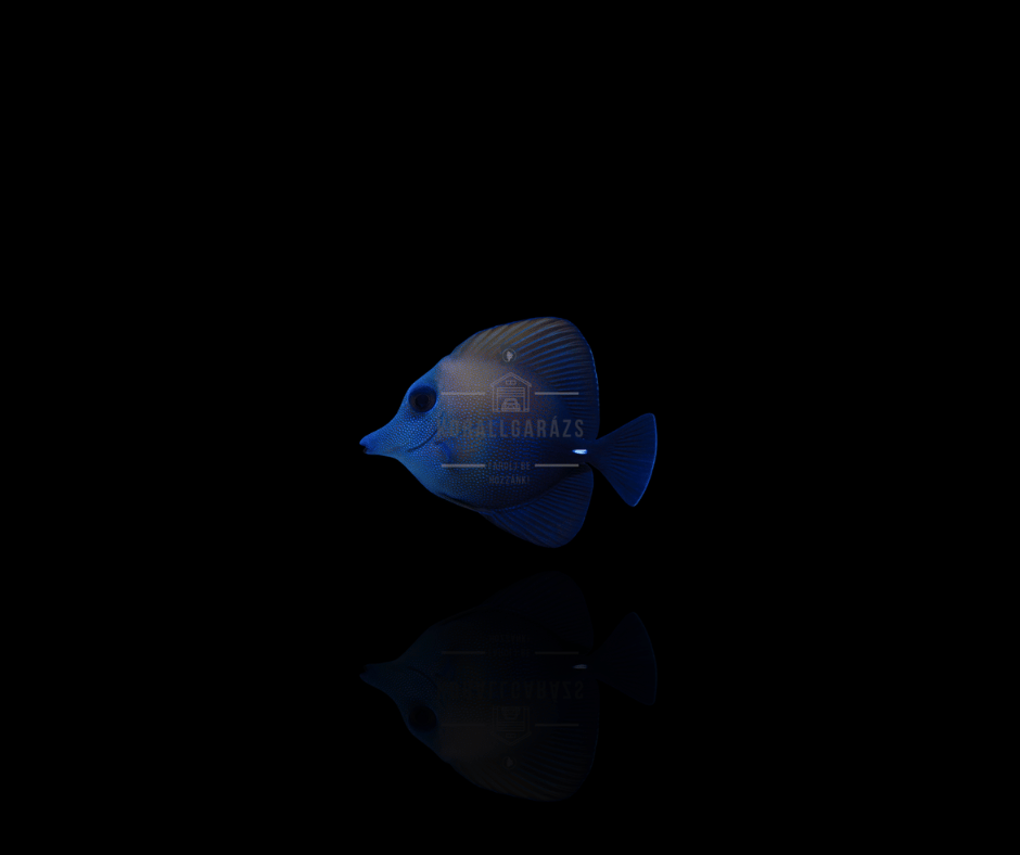 Zebrasoma Scopas